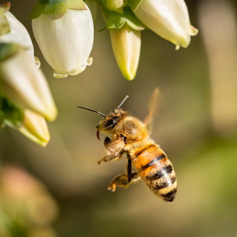 Kako pčele prave med